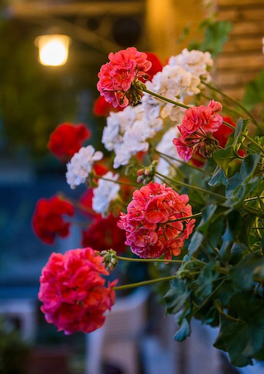 Hotel La Rosa Ronta Dış mekan fotoğraf